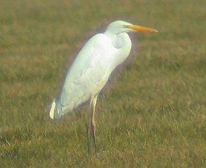 Grotezilverreiger260203